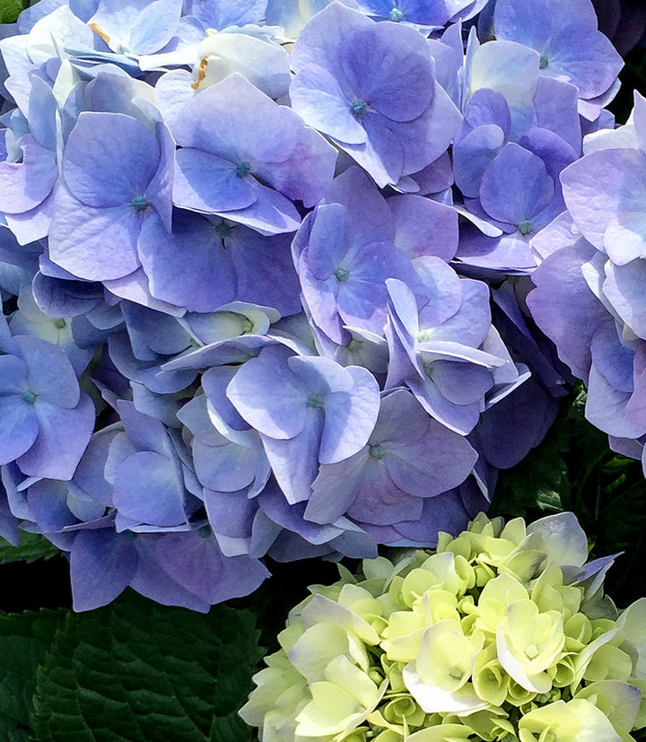 Hydrangea magic on colourful Lake Maggiore
