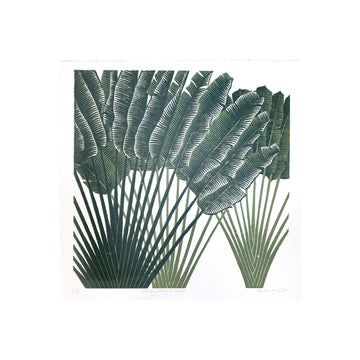 Canopy Study II / Forest