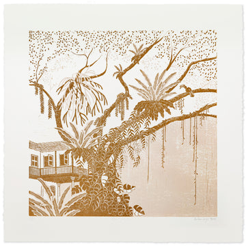 Rain Tree / Coral