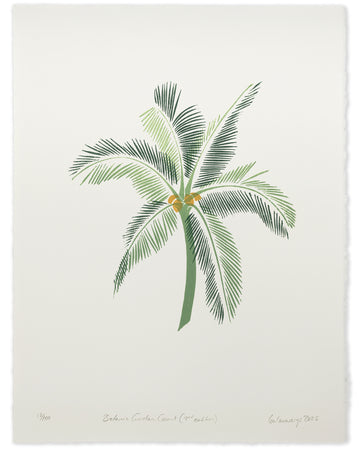 Botanic Garden Coconut