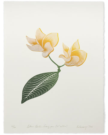 Botanic Garden Frangipani