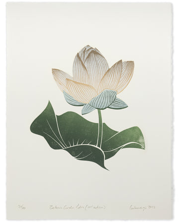 Botanic Garden Lotus